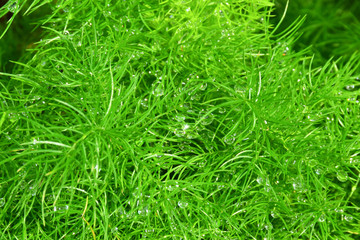 fern with water drop