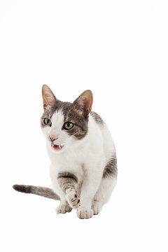 Cute cat in studio and isolated on white.