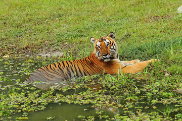 Royal Bengal Tiger