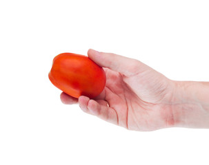 Whole tomato in the human hand isolated over white background