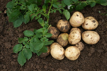 potato harvest