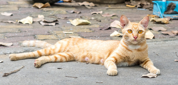 Brown cat on concrete floor - Powered by Adobe