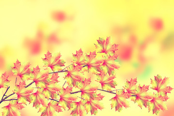 Fototapeta premium Autumn landscape. Beautiful leaves. Colorful trees. foliage