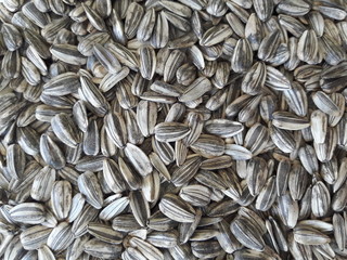 sun flower seed