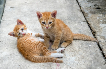Two cute kittens at home backyard