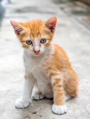 Cute kitten at home backyard