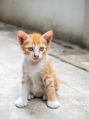 Cute kitten at home backyard