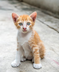 Cute kitten at home backyard