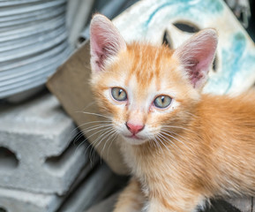 Cute kitten at home backyard