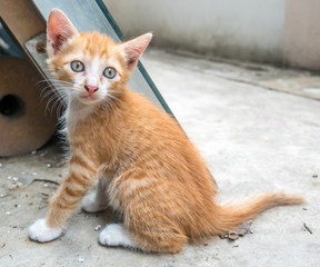 Cute kitten at home backyard
