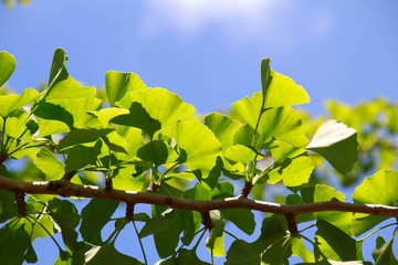 Ginkgo Biloba