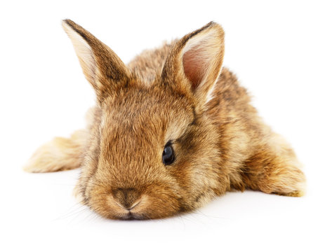 Brown bunny rabbit.