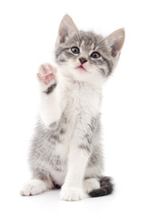 Kitten on white background.