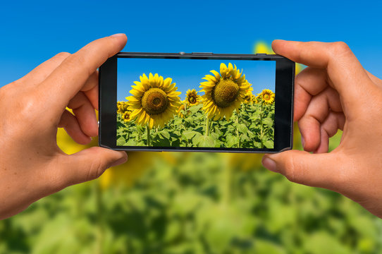 Taking photo of sunflowers field with mobile phone