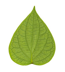 Image closeup of single green leaf back side with isolated white