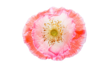 poppy flower isolated