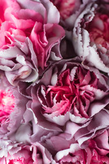 purple Carnation flower for textured background