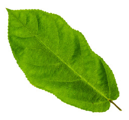 Image closeup of single serrated leaf with isolated white backgr