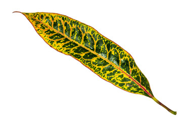 Image closeup of colorful leaf with isolated background