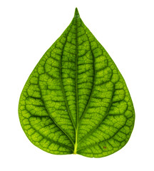 Image closeup of single green leaf with isolated white backgroun