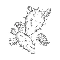 Cactus flower, isolated