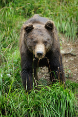 Brown bear (Ursus arctos) in nature