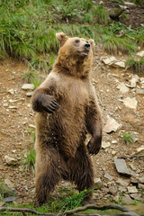 Brown bear (Ursus arctos) is standing up