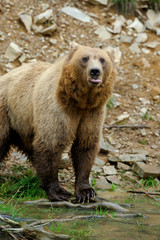 Fototapeta premium Brown bear (Ursus arctos) in nature