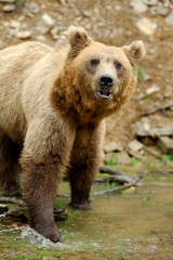 Obraz premium Brown bear (Ursus arctos) in nature