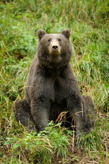 Fototapeta na wymiar Brown bear (Ursus arctos) in nature