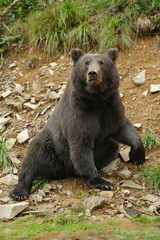 Brown bear (Ursus arctos) in nature