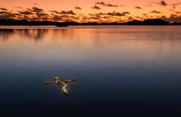 Drift Wood Cross Lake