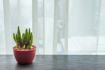 Cute small cactus in pot