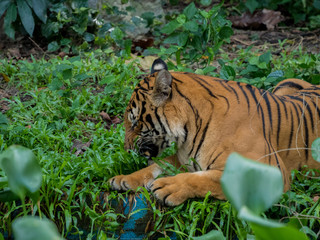 tiger against of grass