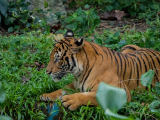 tiger against of grass