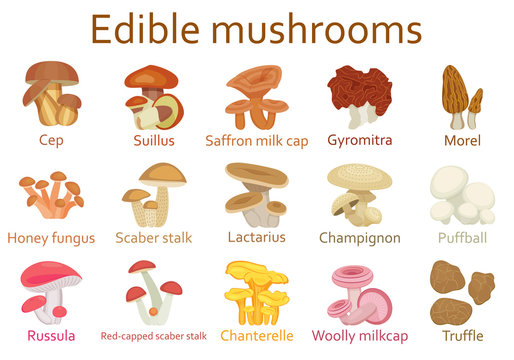 Edible mushrooms flat icon set. Vector illustration.