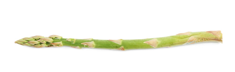 Single spear of asparagus isolated