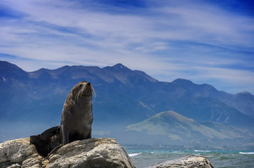 A seal basks at the sun in front of Pacific ocean. 