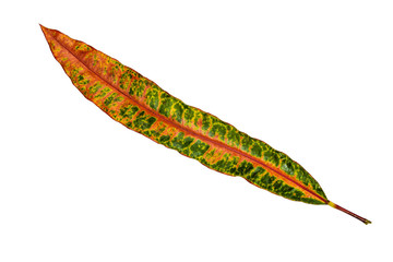Colorful long leaf closeup with isolated white background