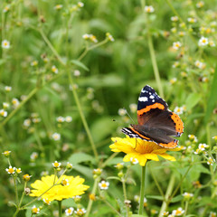 beautiful time of the year/ butterfly on a background summer landscape of flowering meadows