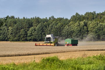 Fototapeta premium Working Harvesting Combine in the Field of Wheat