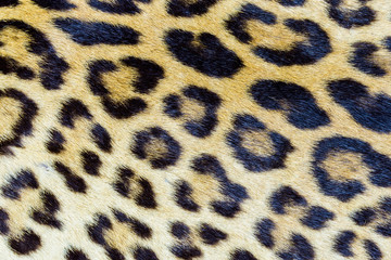 Real tiger hair pattern and texture closeup for background use
