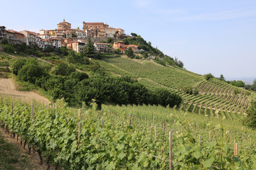 Fototapeta na wymiar Vineyard in front of La Morra in Piedmont. Italy