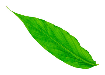 Green long leaf on white isolated background