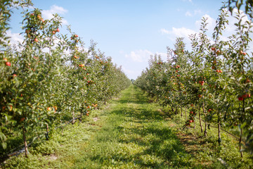 Fototapeta na wymiar Apple Orchard