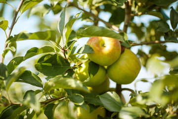Green apples in a garden