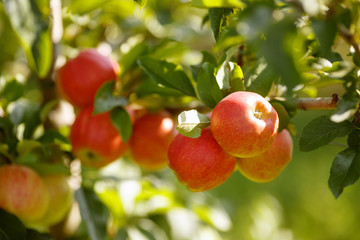 Red apples in a garden