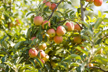 Red apples in a garden