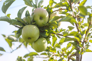 Green apples in a garden