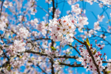 Obraz premium Cherry blossoms at the Hirosaki Castle Park